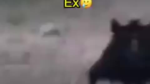 Dog Funny Video #mostFunnyVideo