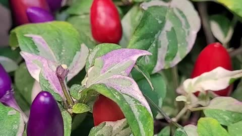 Unnamed F2 Pepper Hybrid - Looking Good So Far