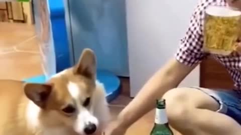 OMG so cute funny cat and dog..watch till end