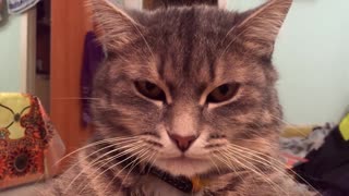 Cat like of boss