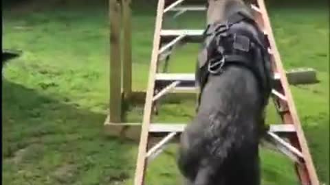 A well trained germen shepherd dog
