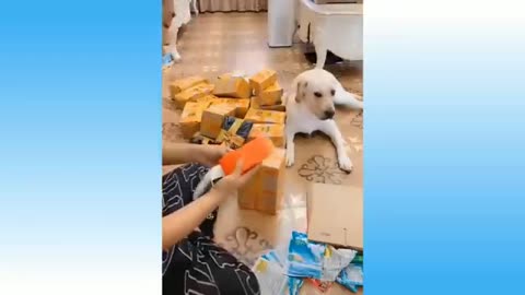 Funny Animals best of - LaughsForYou