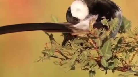 Beautiful bird fluttering in the air #shorts #viral #shortsvideo #video