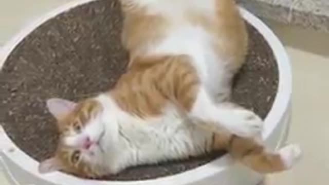 What Your Cat Sleep Position ? # Shorts 😽😁💙