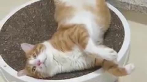 What Your Cat Sleep Position ? # Shorts 😽😁💙