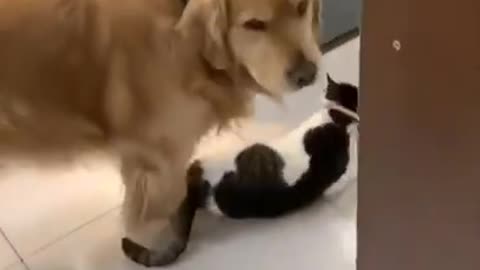 cat best friend dogs ❤ | OMG So Cute Cats | Best Funny Cats videos 2021#short