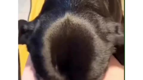 HE's SO PERFECT DOG