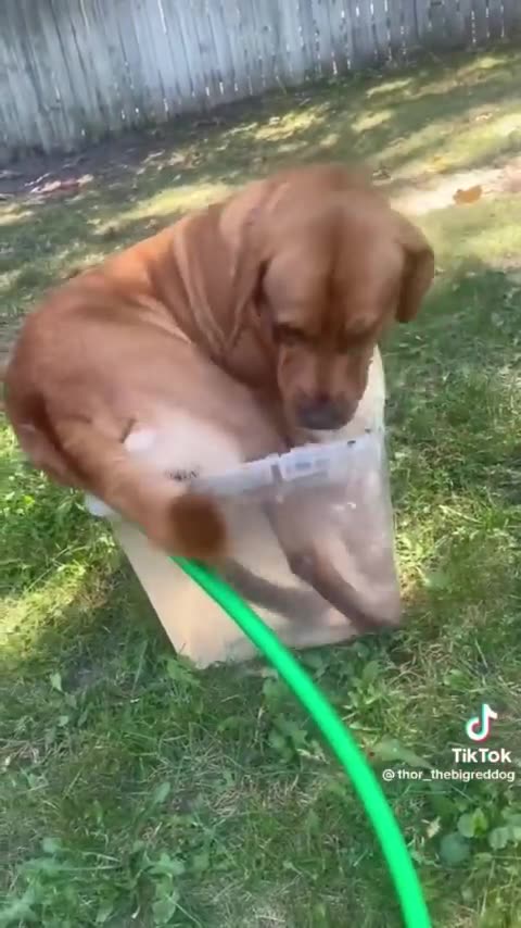 Funny animals and dogs 🐶