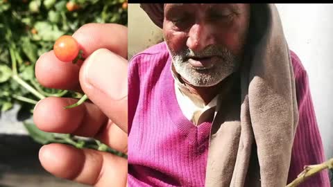 क्या आपने इस खरपतवार देखा है सूजन,दर्द में बडा काम seen this weed, it works in inflammation and pain