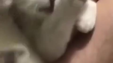 Funning dogs dancing and cat playing games