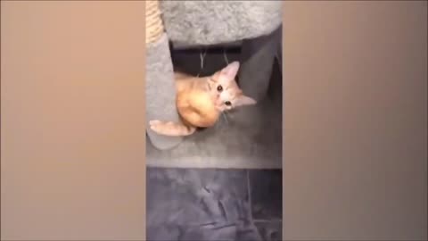 Funny cats and dogs funniest animals funny video of pets❤️🐶