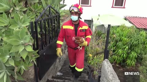Giant wall of lava spreads across La Palma in the Spanish Canary Islands | ABC News