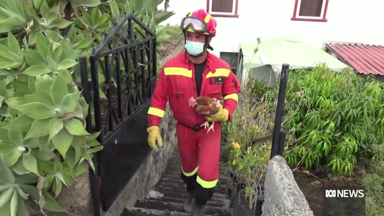 Giant wall of lava spreads across La Palma in the Spanish Canary Islands | ABC News