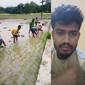 ধান গাছ রোপন।