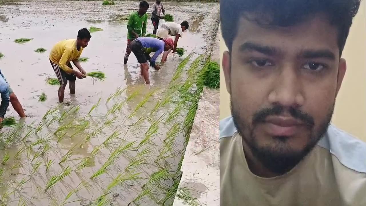 ধান গাছ রোপন।