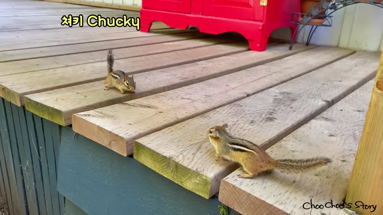 똑똑한 다람쥐 쳐키는 자기 새끼를 알아볼까_ Will Smartie Chipmunk Chucky Recognize Her Baby_