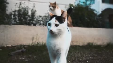 Funny video clips 2023 cats video