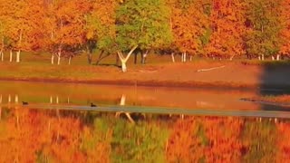 Relaxing Music 24/7, Sleep Music, Stress Relief Music, Spa, Meditation, Yoga, Zen, Sleeping Music🔴