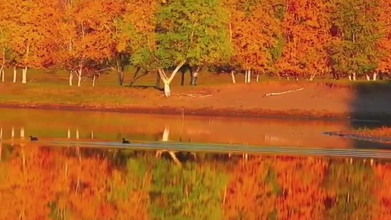 Relaxing Music 24/7, Sleep Music, Stress Relief Music, Spa, Meditation, Yoga, Zen, Sleeping Music🔴