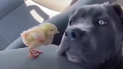 Funny Movements