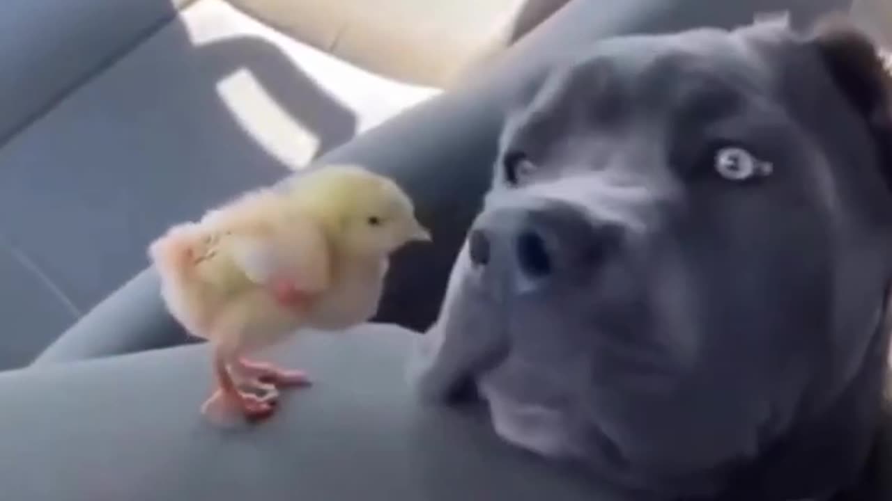 Funny Movements