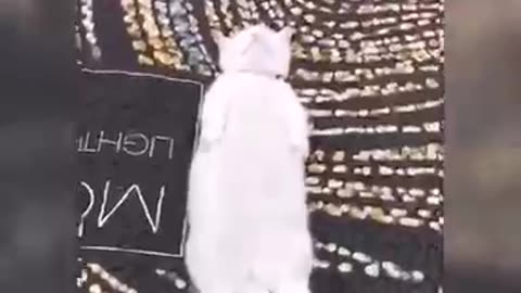 Funniest Animals 2023 😂 Funny Dogs , Cats Videos 😺🐶Funniest Animals 😂 😂 😂 😂 😂 Funny 🐶