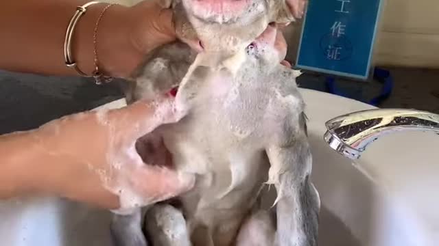 Chú Khỉ đang được cô chủ tắm rửa sạch sẽ cho. Nó rất thích