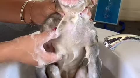 Chú Khỉ đang được cô chủ tắm rửa sạch sẽ cho. Nó rất thích