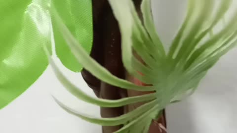 Beautiful Bird eggs