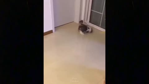 Baby Cats - Cute and Funny Cat Videos Compilation #4 |