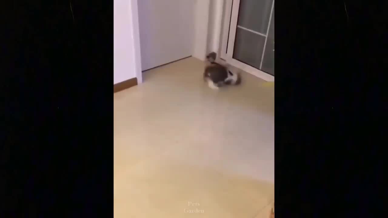 Baby Cats - Cute and Funny Cat Videos Compilation #4 |
