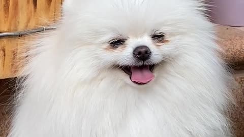 puppies in the snow must watch it have fun now