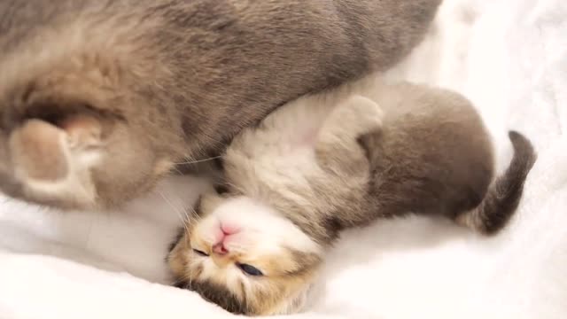 Here is a kitten with a strong appeal