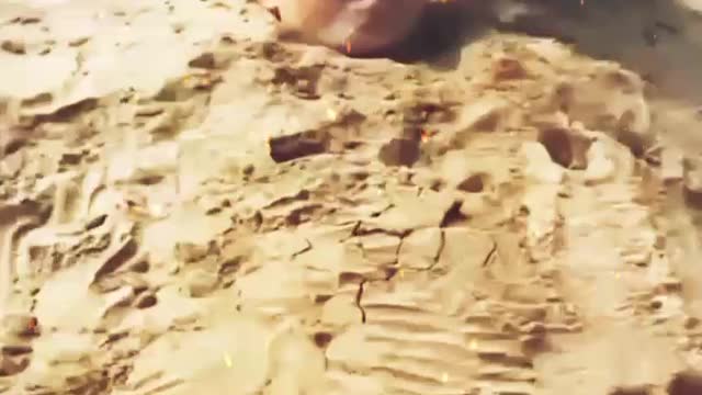 Cut cat funny videos # viral # video