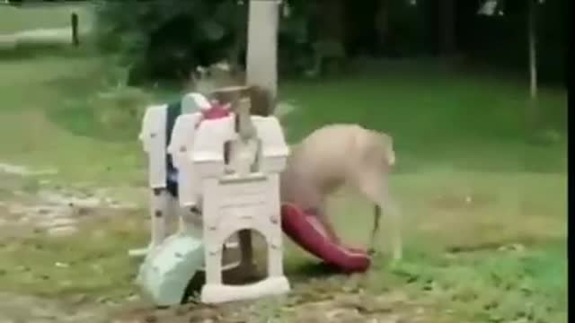Very funny position of a drunken deer