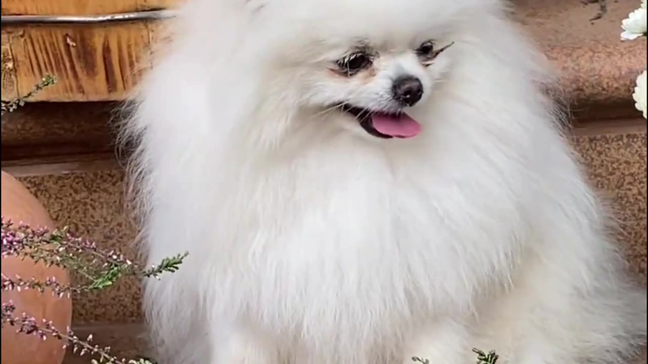 Funny animal video | funny video | try not to laugh #shorts #cat #shortsvideo
