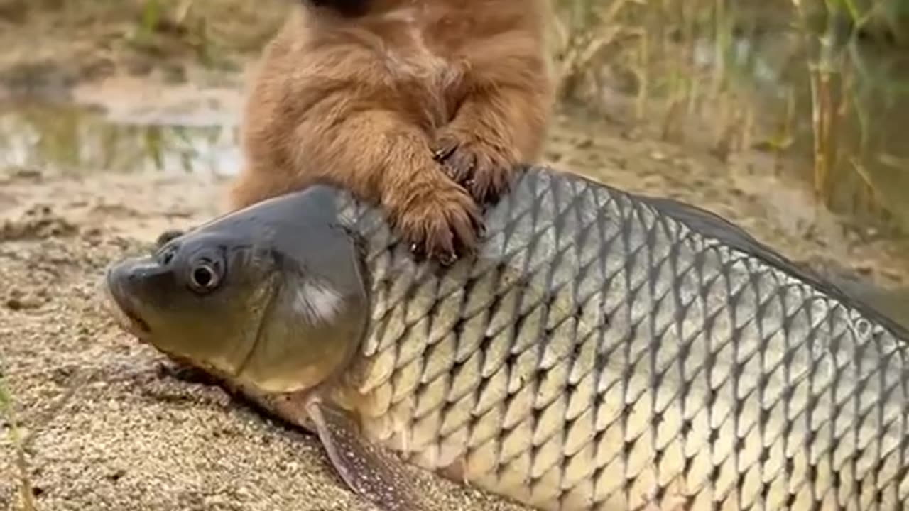 Wonder full love puppy and fish