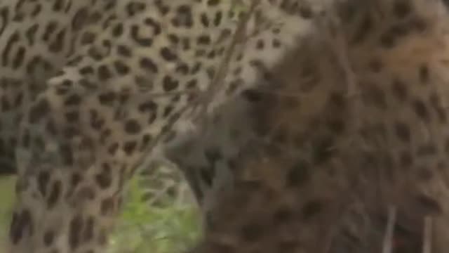 The leopard