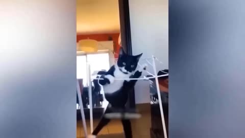Funniest dog and cat videos