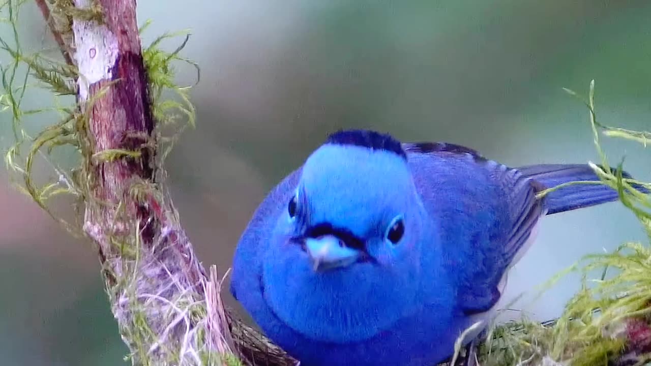 This bird build its nest in a very professional way