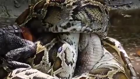 Gator vs Python
