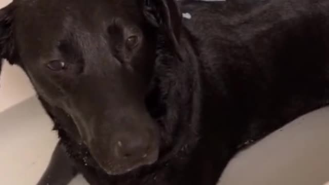 Give your dog a bath. He loves a bath