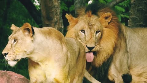 Lion