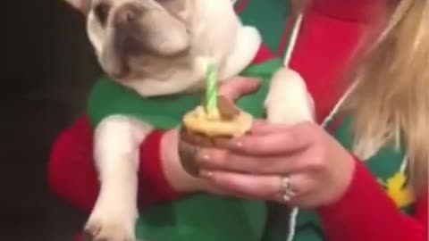 EXCITED Mom at Dog's Birthday Party 🎂
