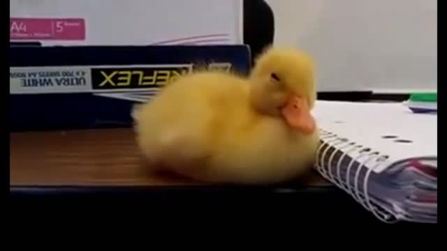 very funny animal video collection