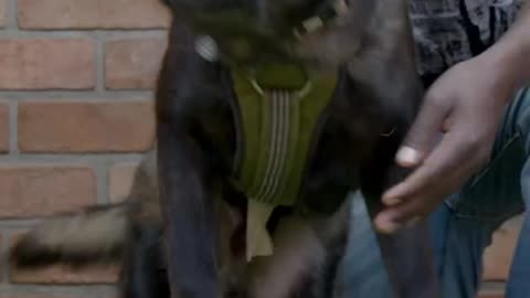 Dogs Lover's