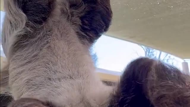 The one and only serial chiller 🦥 #Sloth #SlothDay #Cute #Funny #Animal #SanDiegoZoo
