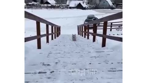 Cutest doggy climbs the stairs in winter))