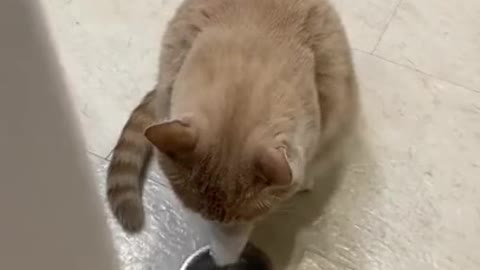 Waiting for dinner