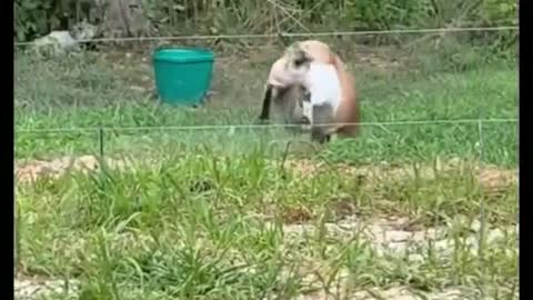 Ha ha ha I am amused by this sheep